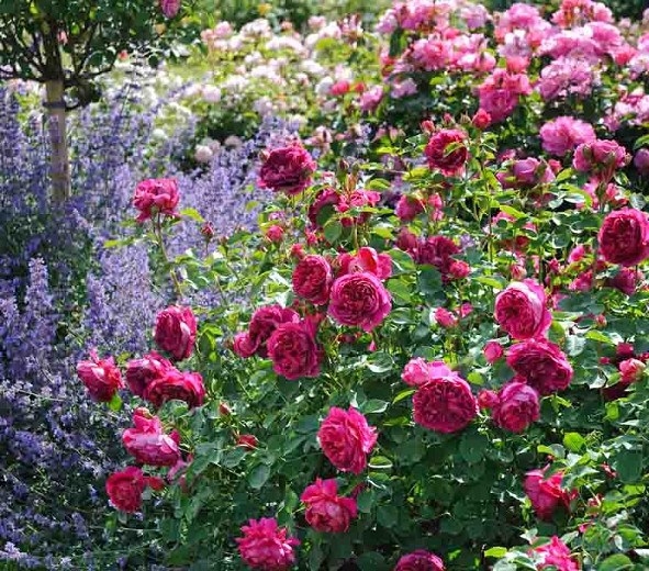 Rose Lady of Megginch, Rosa Lady of Megginch, David Austin Roses, English Roses, Shrub roses, pink roses, Rose Bushes, Garden Roses